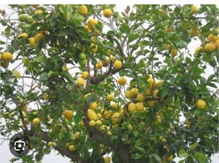 Finca rústica con limoneros