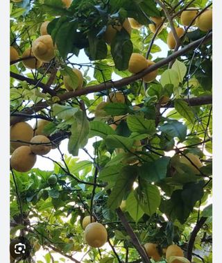 Finca rústica con limoneros