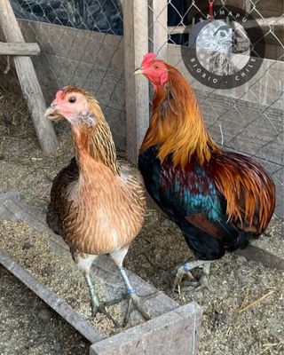 Gallito joven Araucano
mutxamel , Alicante