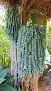 Planta crasa colgante ultimas 3 macetas