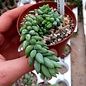 Planta crasa colgante ultimas 3 macetas