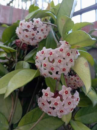 Piante grasse non radicate