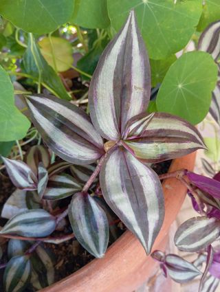 Piante grasse non radicate