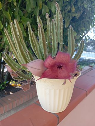 Piante grasse non radicate