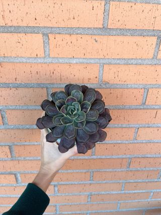 Echeveria Raindrop grande