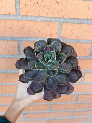 Echeveria Raindrop grande