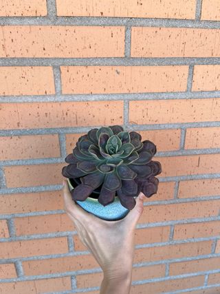 Echeveria Raindrop grande