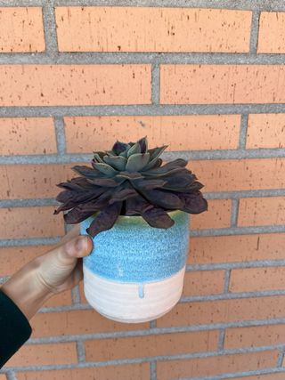 Echeveria Raindrop grande