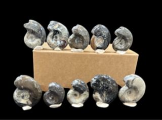 Colección de 10 Ammonites Fósiles