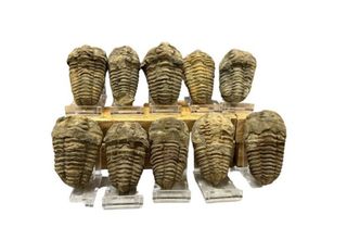 Fósiles Trilobites Kalymene (10 unidades)