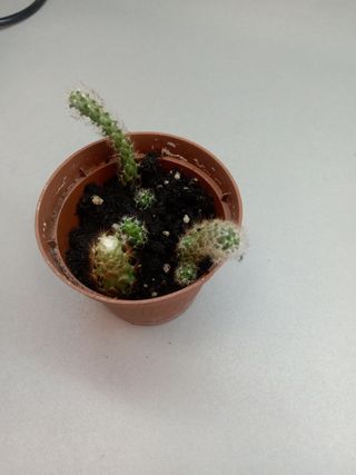 Planta cactus en maceta