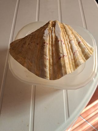 Conchas marinas decorativas