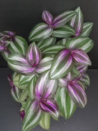 1 pianta radicata di Tradescantia zebrina