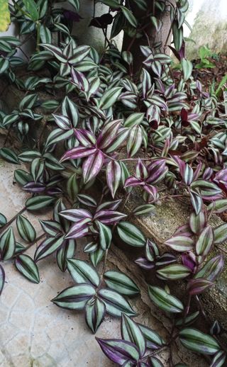 1 pianta radicata di Tradescantia zebrina