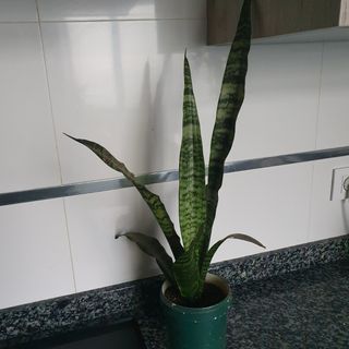 Planta Sansevieria Verde