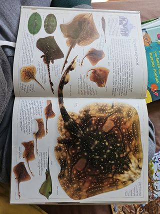 Tiburones/Shark (Biblioteca Visual Altea/Eyewit...