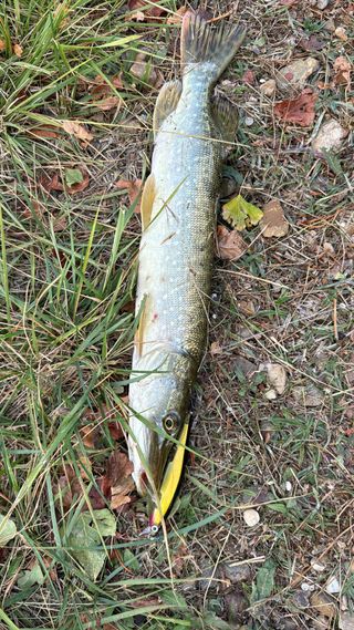 Lote 3 Jerkbait rapala tipo minnow para pesca! 
