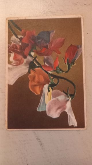 Cartoline tematiche fiori