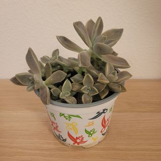 Graptopetalum Maceta Decorada