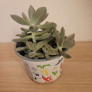 Graptopetalum Maceta Decorada