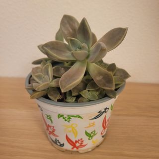 Graptopetalum Maceta Decorada