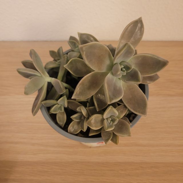 Graptopetalum Maceta Decorada