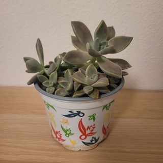 Graptopetalum Maceta Decorada
