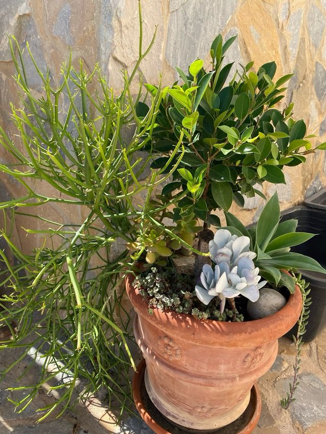 Conjunto de plantas en maceta