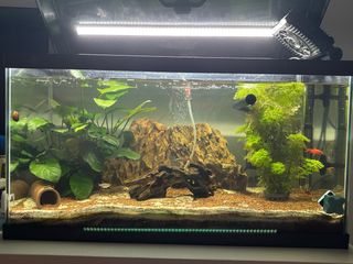 Acuario 
