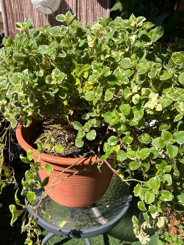 Planta aromática incienso variegada