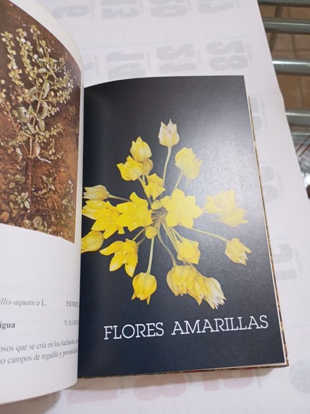 Guía De Las Flores Silvestres De La Comunidad V...