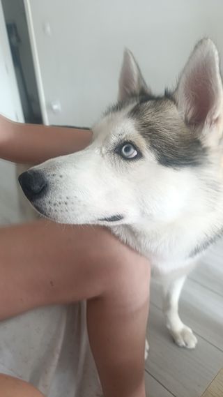 Adiestramiento canino