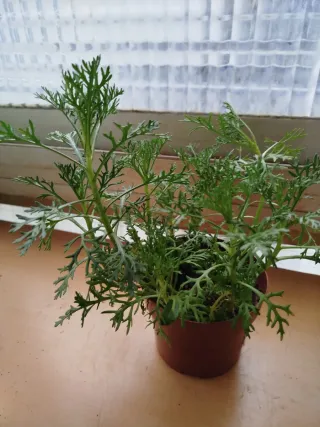 Planta de crisantemo