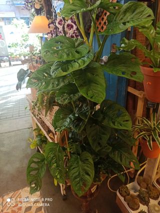 Monstera Adansonii Planta