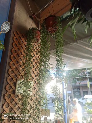 Planta colgante Senecio rowleyanus