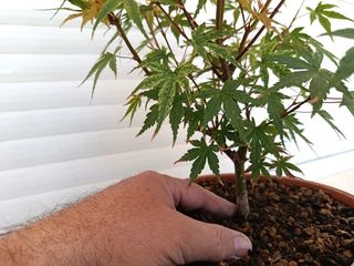 Acer palmatum "Phoenix"