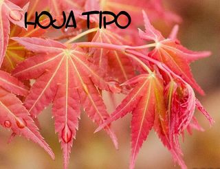 Acer palmatum "Phoenix"