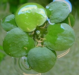 Limnobium - Planta acuática flotante