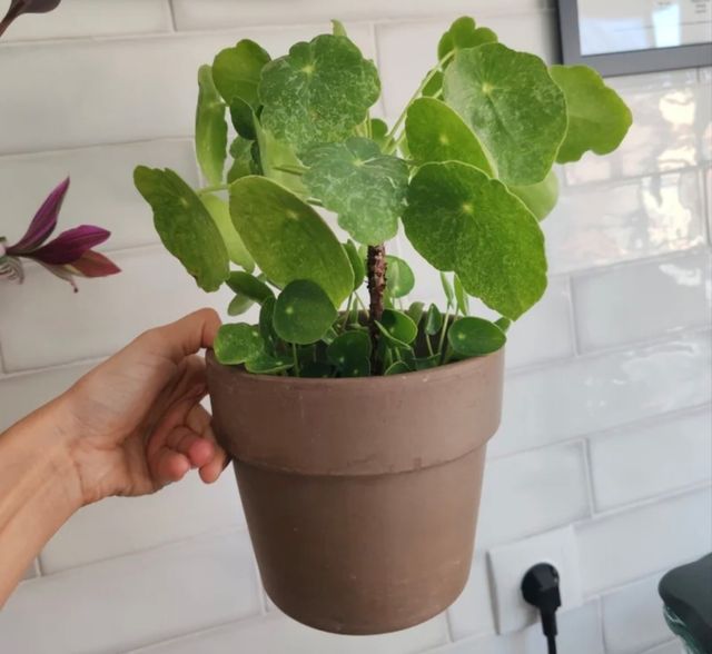 Hijos de Planta Pilea Peperomioides confeti