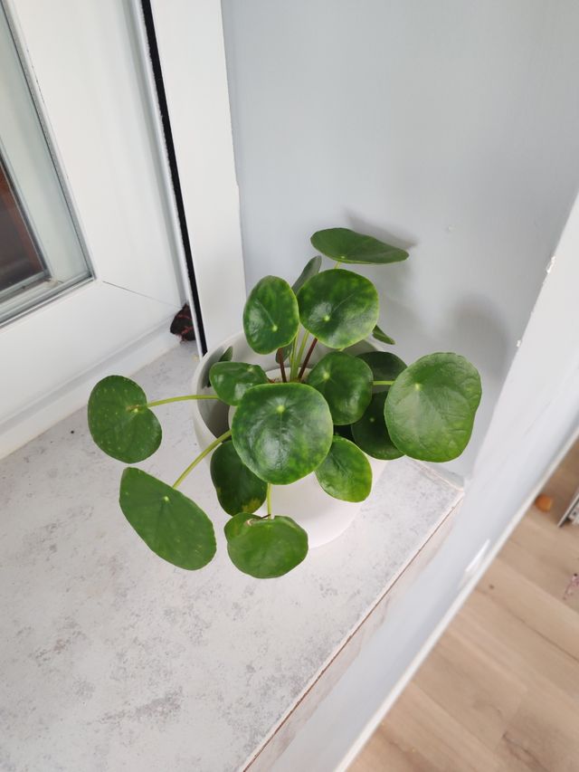 Planta Pilea Peperomioides