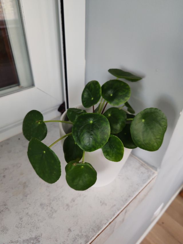 Planta Pilea Peperomioides