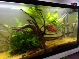 Acuario 100L