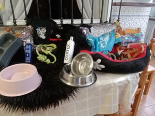 Set di accessori per cani