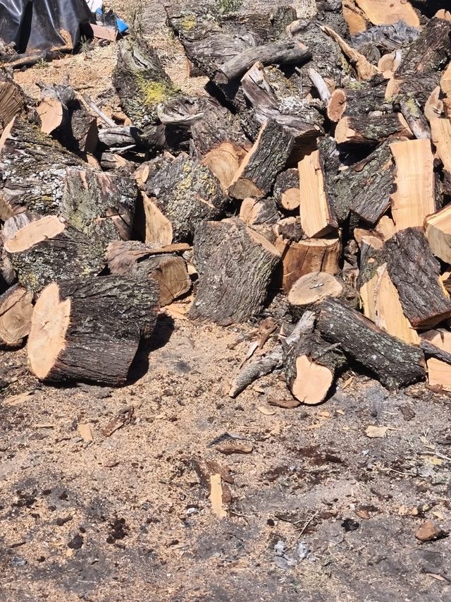 Saca de leña 60€  de Oliva y  encina reparto 