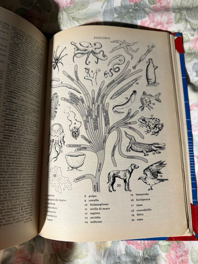 Dizionario della lingua italiana