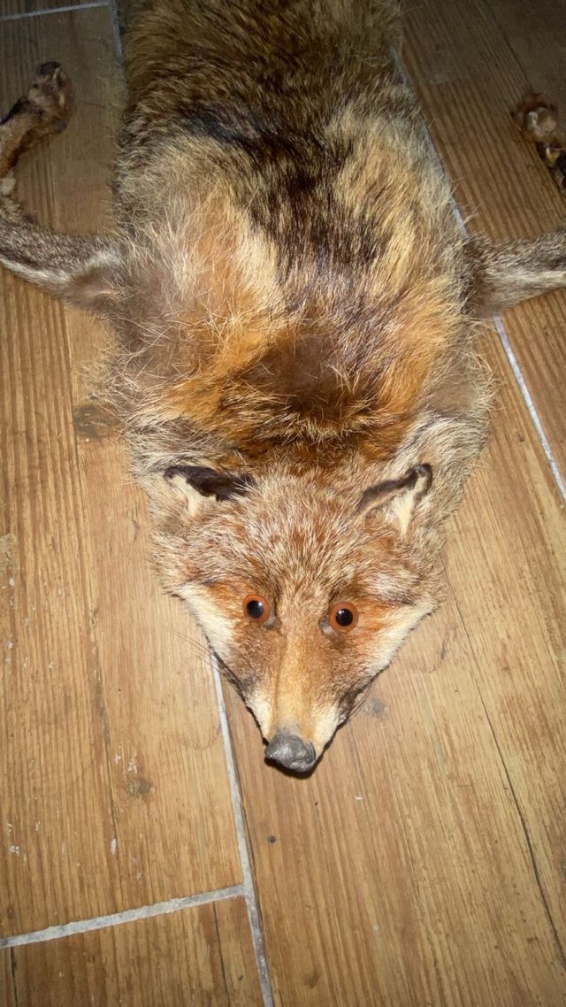 Cuello de zorro auténtico