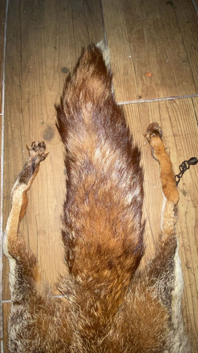 Cuello de zorro auténtico