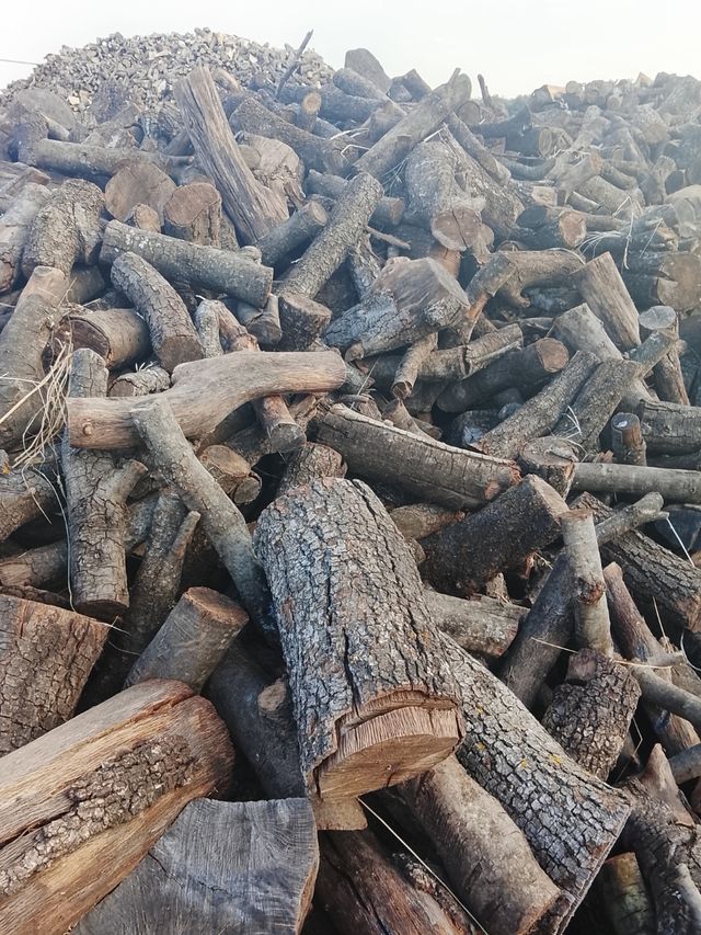 ENCINA SECA ( COLOCADA ) 0,17  PARA MADRID