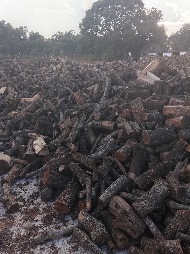 ENCINA SECA ( COLOCADA ) 0,17  PARA MADRID