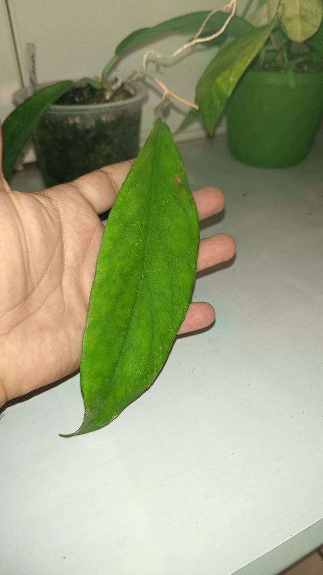 Hoya Arnottiana